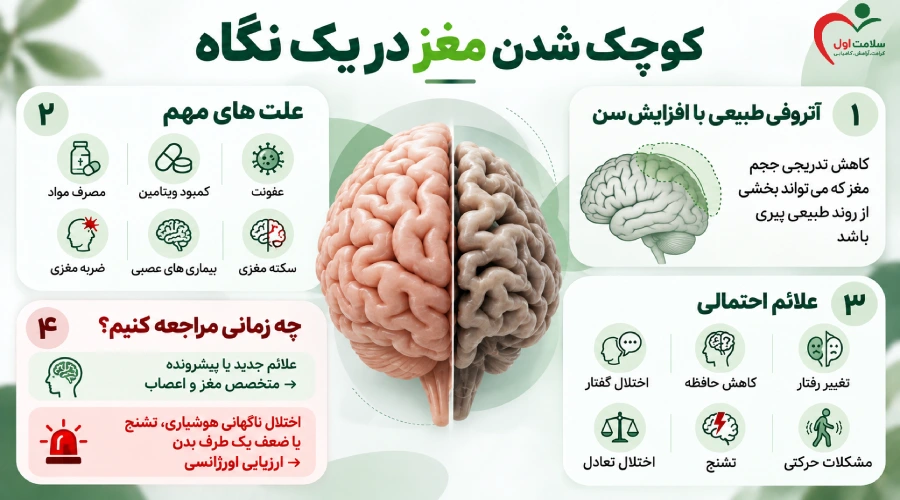 کوچک شدن مغز در یک نگاه