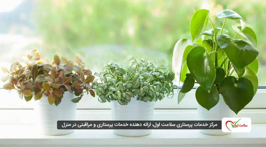 استفاده از گیاهان تصفیهکننده هوا