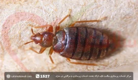 ساس چیست؛ روش های از بین بردن ساس