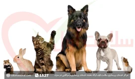 بیماری حیوانات خانگی