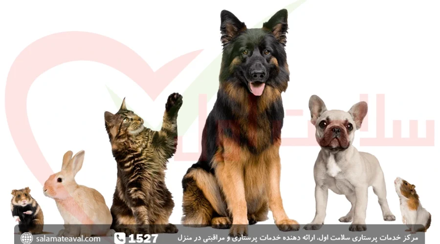 بیماری حیوانات خانگی