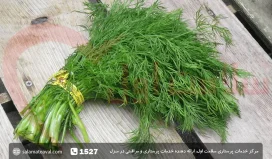 خواص شوید؛ فواید شوید خشک با ماست