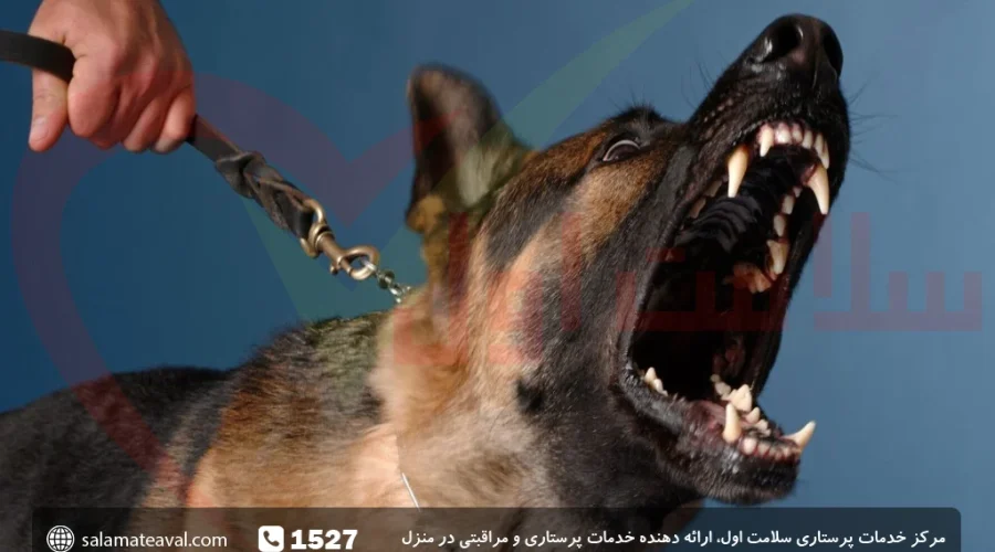 گازگرفتگی سگ و گربه؛ اقدامات لازم بعد از گازگرفتگی حیوانات